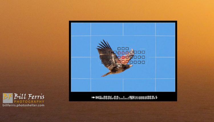 5 Minute Photo - Birds in Flight Camera Settings