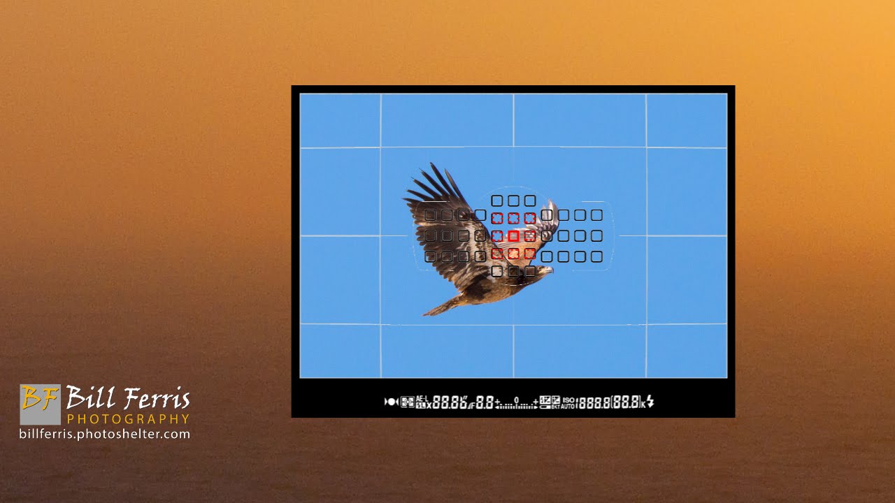 5 Minute Photo - Birds in Flight Camera Settings