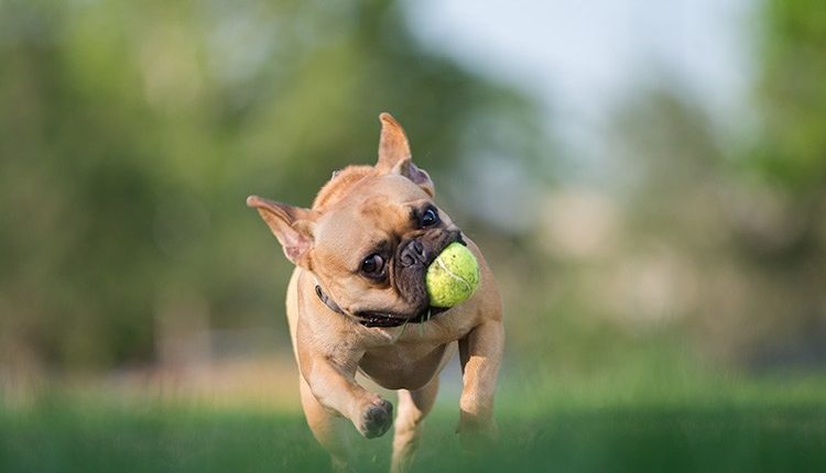 Dog Photography - Tips for Picture Taking Success - DSLR Guru