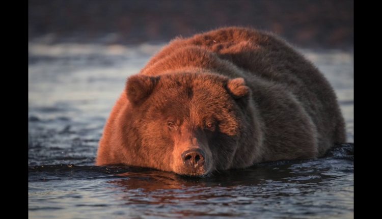 Lessons in Wildlife Photography with the Sigma 150-600 S lens