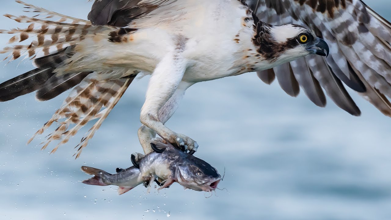 Nikon D850 - Sony A9 - Best Bird Photography Day to Date - Incredible Osprey Close-ups
