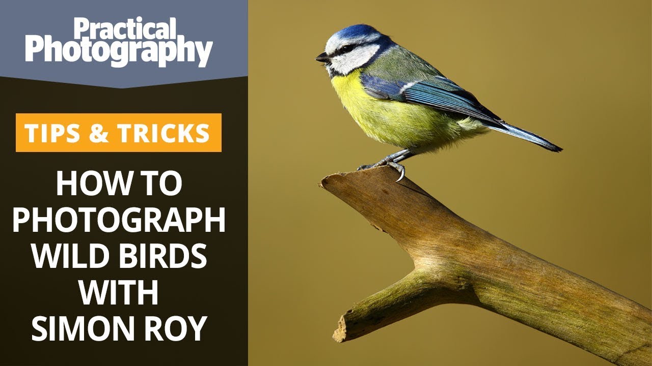 How to photograph wild birds with Simon Roy