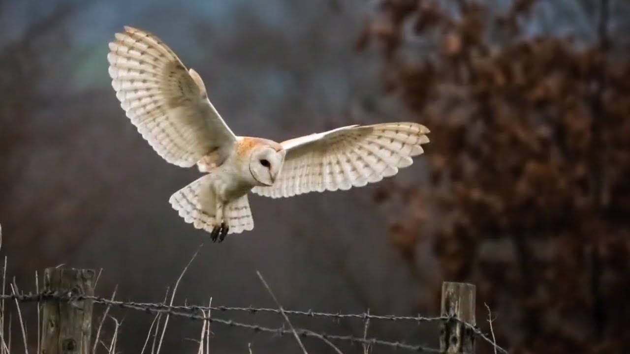Wildlife Photography | Photograph Birds - Success photographing the Barn Owl Hunting!!