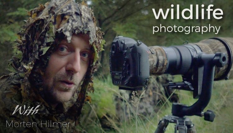 Red Deer - Wildlife Photography | behind the scenes vlog with wildlife photographer Morten Hilmer