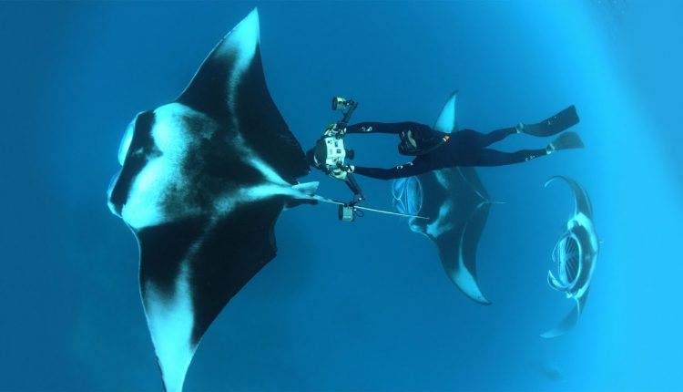 Dive into an ocean photographer's world | Thomas Peschak