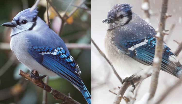 6 Wildlife Photography Tips You NEED to Know