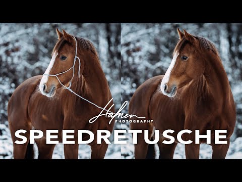 Speedretusche Pferdefotografie No  7 | Hafner Photography