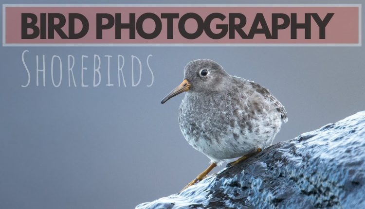 BIRD PHOTOGRAPHY | Photographing shorebirds