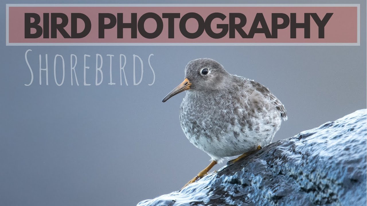 BIRD PHOTOGRAPHY | Photographing shorebirds