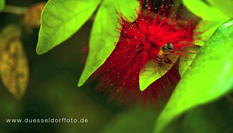 Macro (Micro ) Photography on a Nikon 55mm F2.8 AI-s