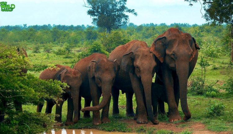 Intelligent Elephants line up nicely for a family photo