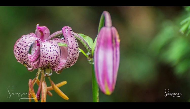 Samsara -  Photo Art Gallery