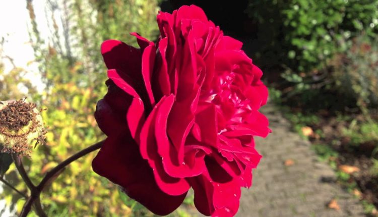 iPhone 4S Photo-Camera Test - felixba94