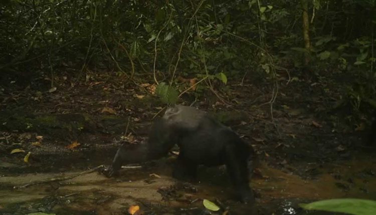 Photo camera traps in Democratic Republic of Congo
