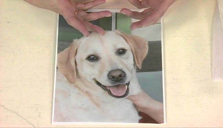 Quilting Arts Workshop - Pet Picture Quilts Made Easy: Fabric Collage Techniques - Faith Cleary