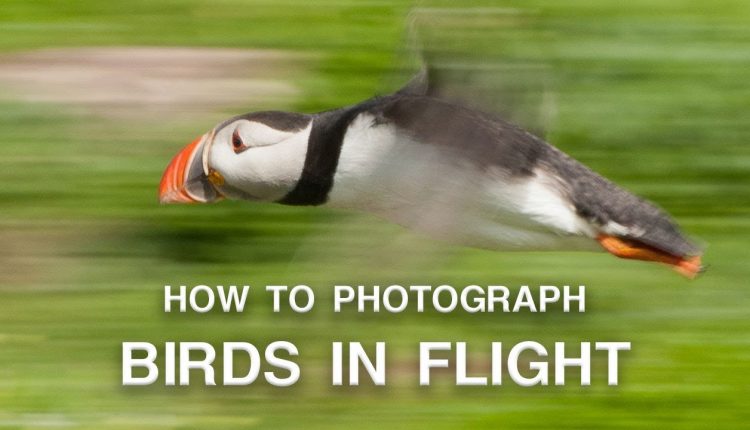 How to Photograph Birds in Flight | Wildlife Photography Tips