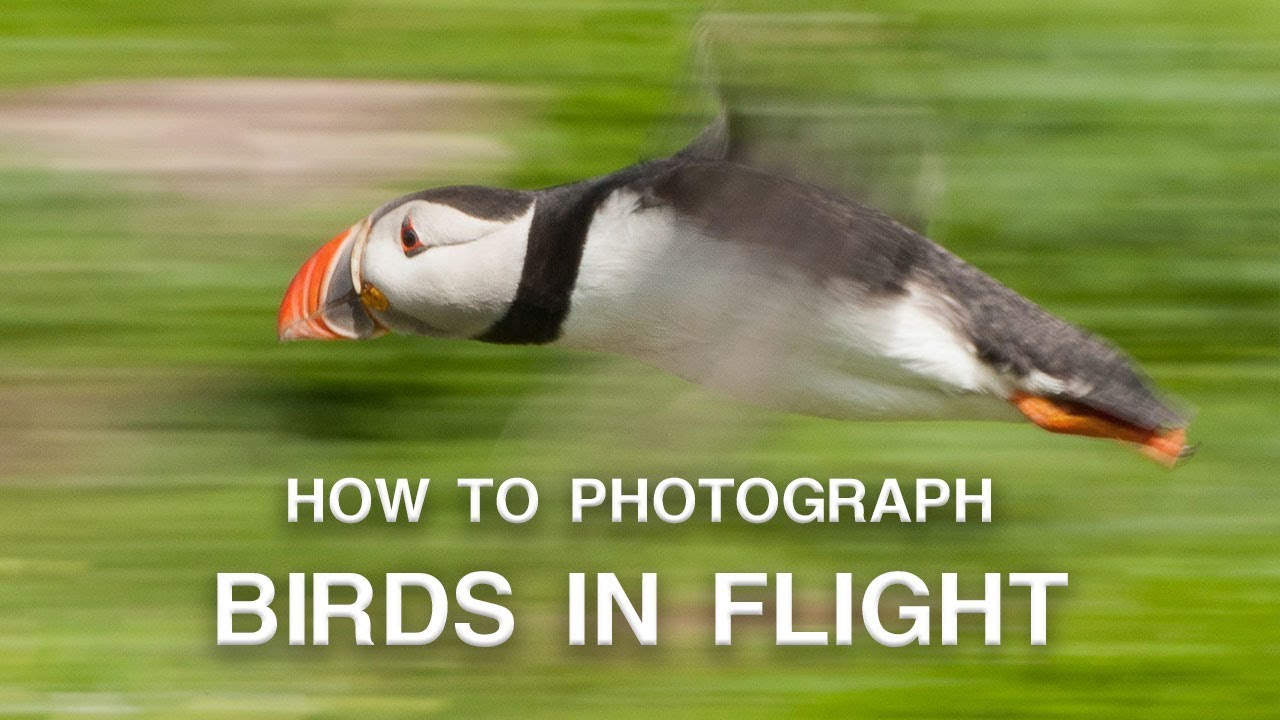How to Photograph Birds in Flight | Wildlife Photography Tips