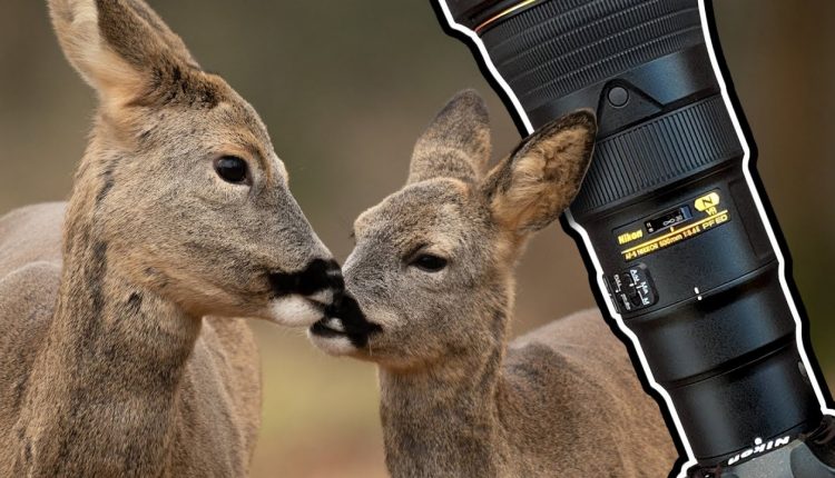 Wildlife Photography | Roe Deer Affection | Nikon D850 & 500PF