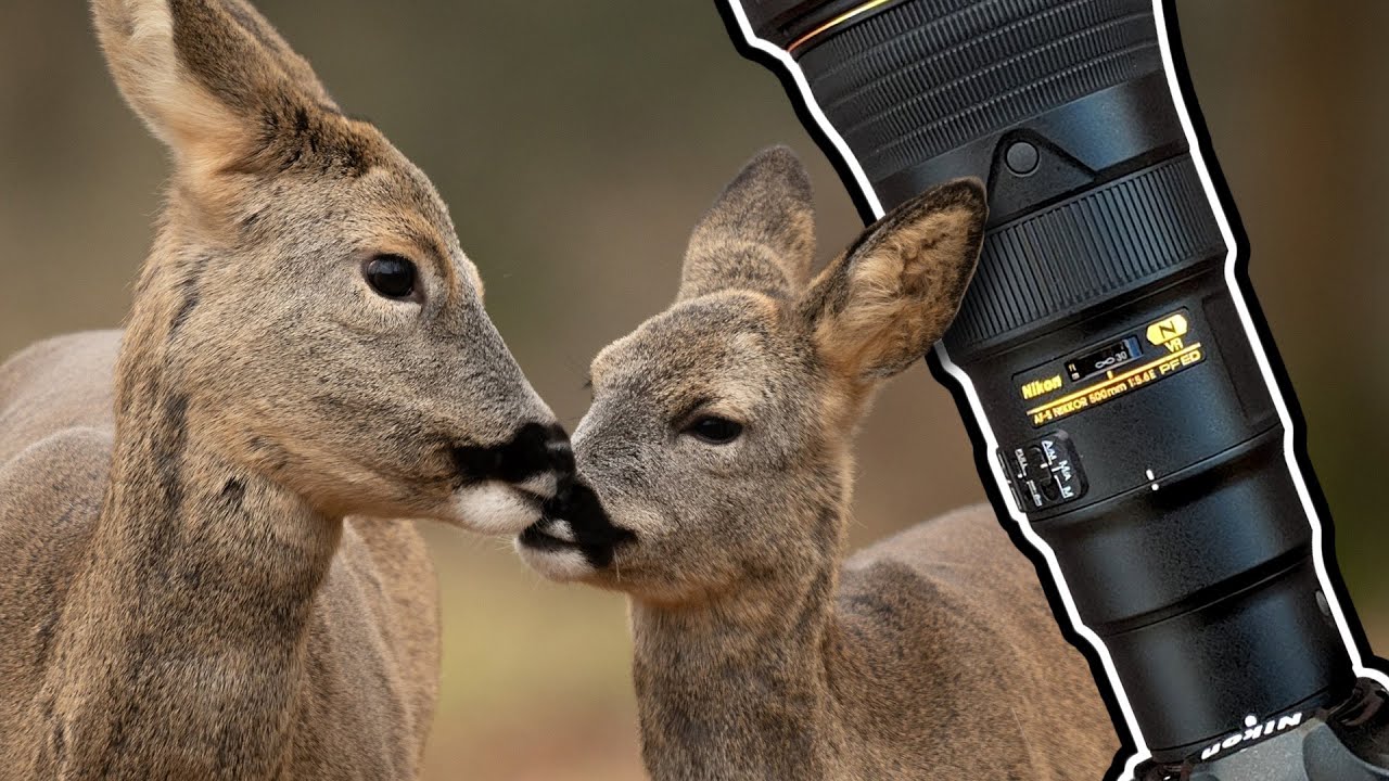 Wildlife Photography | Roe Deer Affection | Nikon D850 & 500PF