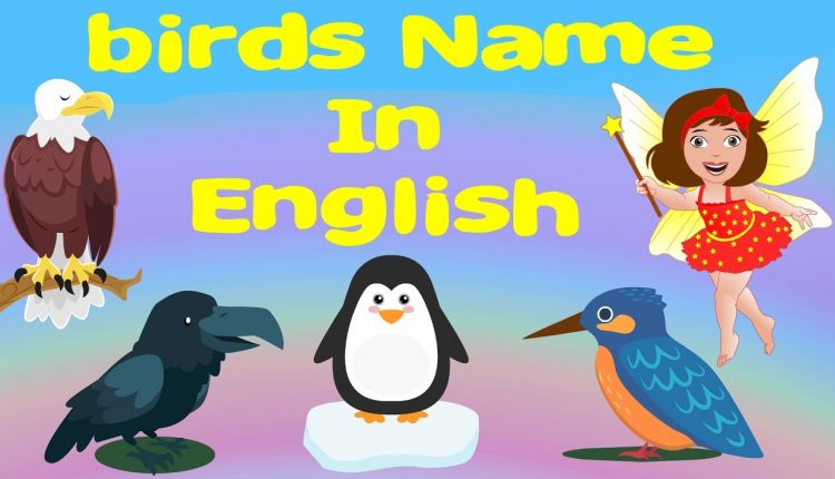 birds name in english with images for nursery class