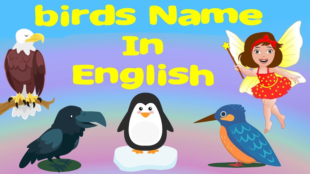birds name in english with images for nursery class
