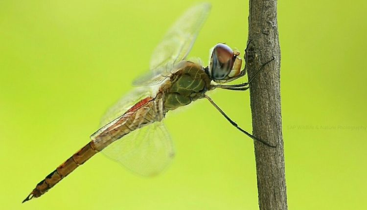 Dragonfly Photography Canon 700D + EF- S 55-250mm lens