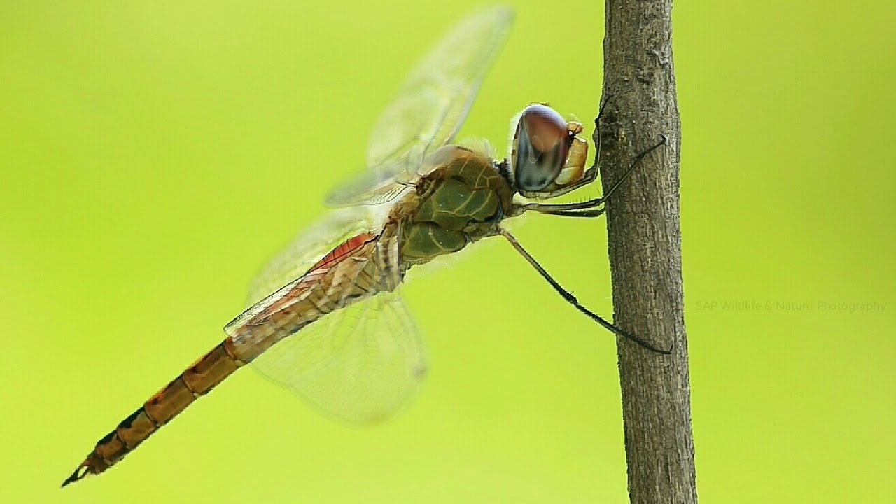 Dragonfly Photography Canon 700D + EF- S 55-250mm lens