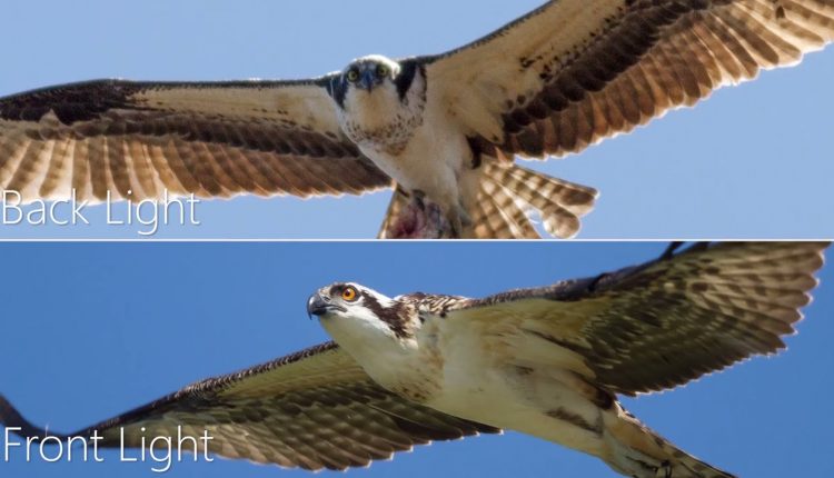 Wildlife Photography Tips