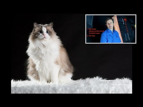 How to Photograph Cats in Basement Studio Tips on Camera Settings, Behaviour and Lighting