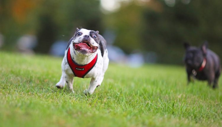 Three steps to professional portrait, object and action photos with your new DSLR