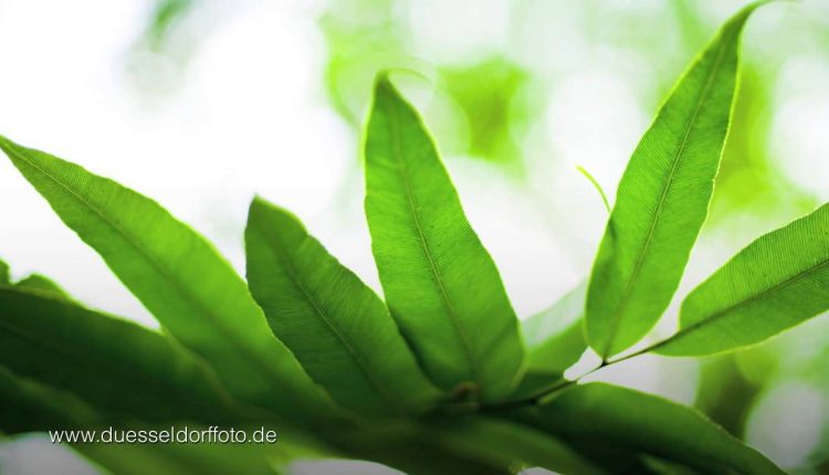 Macro Photography - Nikon 55mm 2.8 ai-s Singapore Botanic Gardens