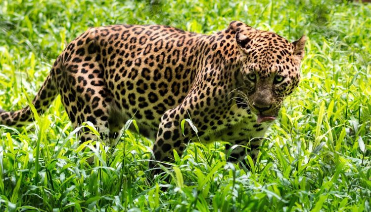 Wild Life Photography- AF-S NIKKOR 50MM F/1.8G AF-S (series1)