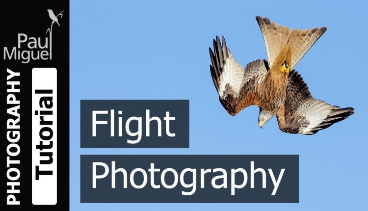How to Photograph Birds in Flight (Canon 1DX Mark i)