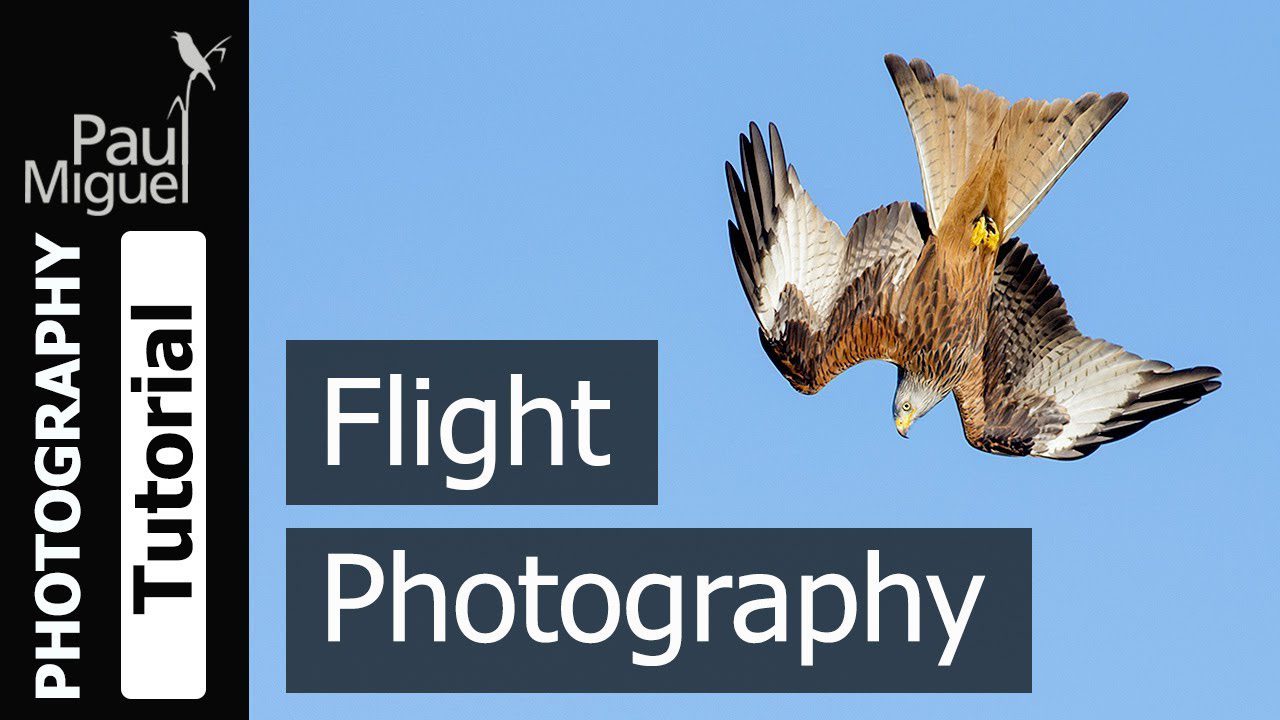 How to Photograph Birds in Flight (Canon 1DX Mark i)