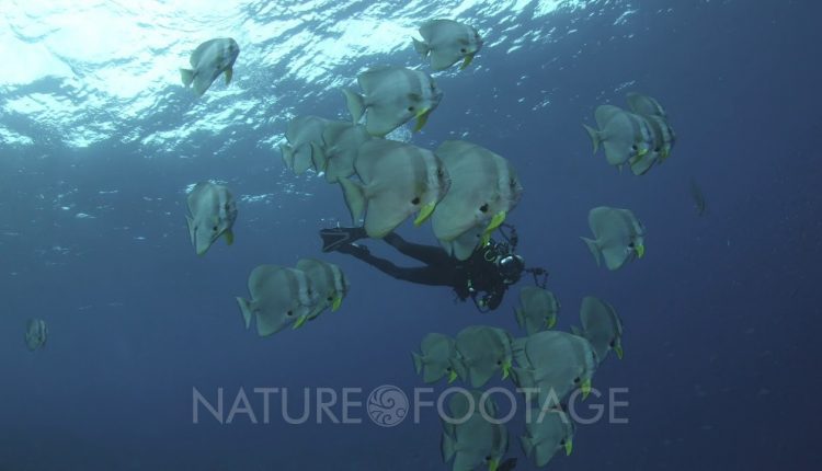 Diver Photographs Batfish School