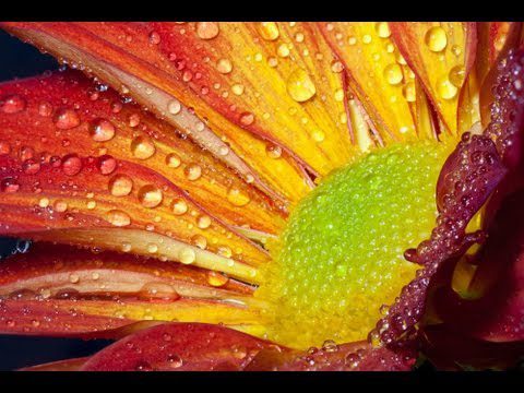 Macro Focus Stacking/Image Stacking Tutorial-How To Do Close-up Digital Photography