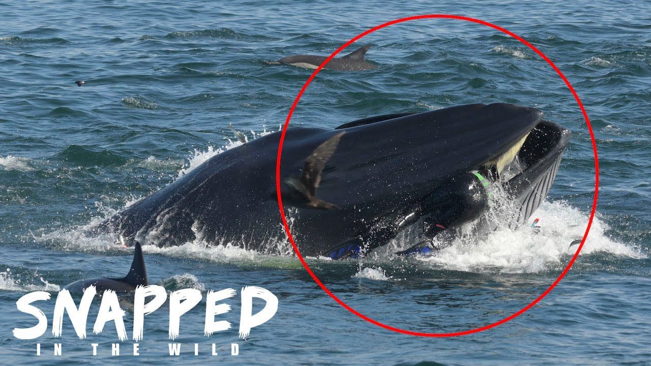 I Was Spat Out By A Whale | SNAPPED IN THE WILD
