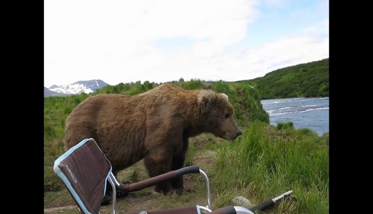 bear sits next to guy
