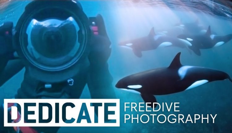Meet the photographer that dives with orcas: Jacques de Vos.