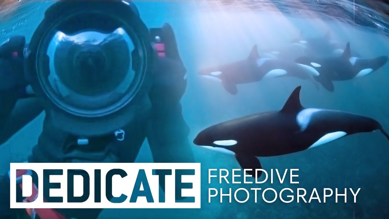 Meet the photographer that dives with orcas: Jacques de Vos.