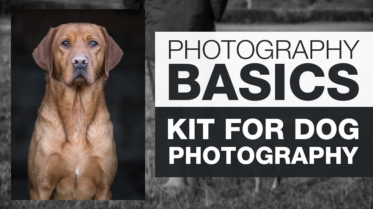 PHOTOGRAPHY BASICS | Kit for Dog Photography