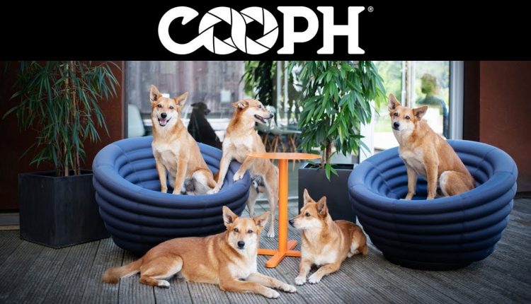 8 tips for dog photography