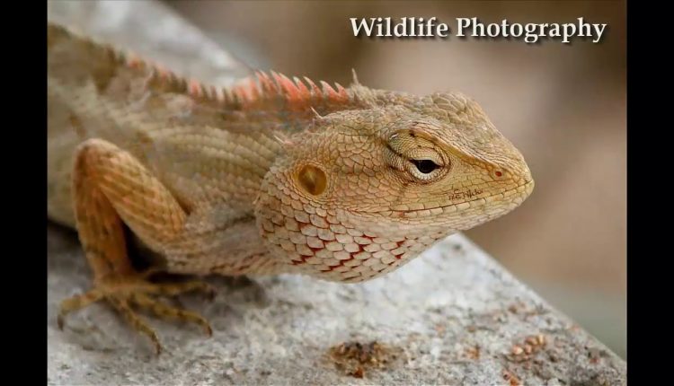 15  types of photography