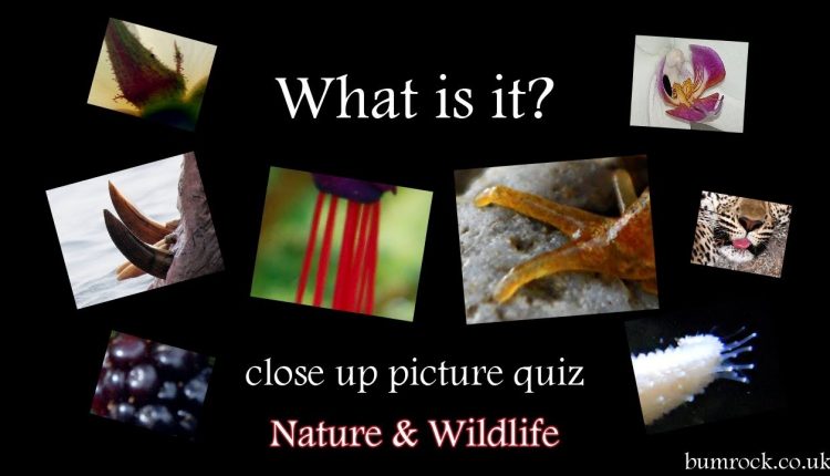What is it? - close up picture quiz game HD (Family Quiz)