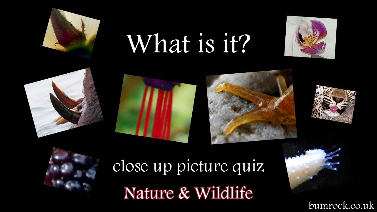 What is it? - close up picture quiz game HD (Family Quiz)