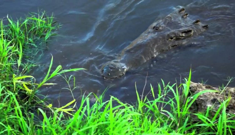 Photographer narrowly escapes crocodile attack.