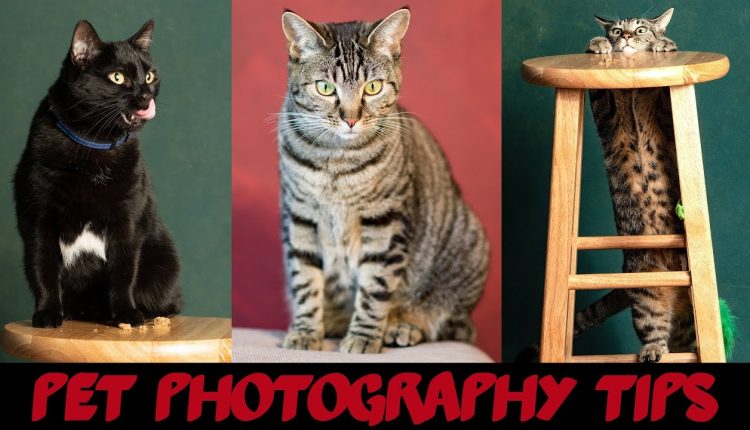 Pet Photography at Home - 5 Tips