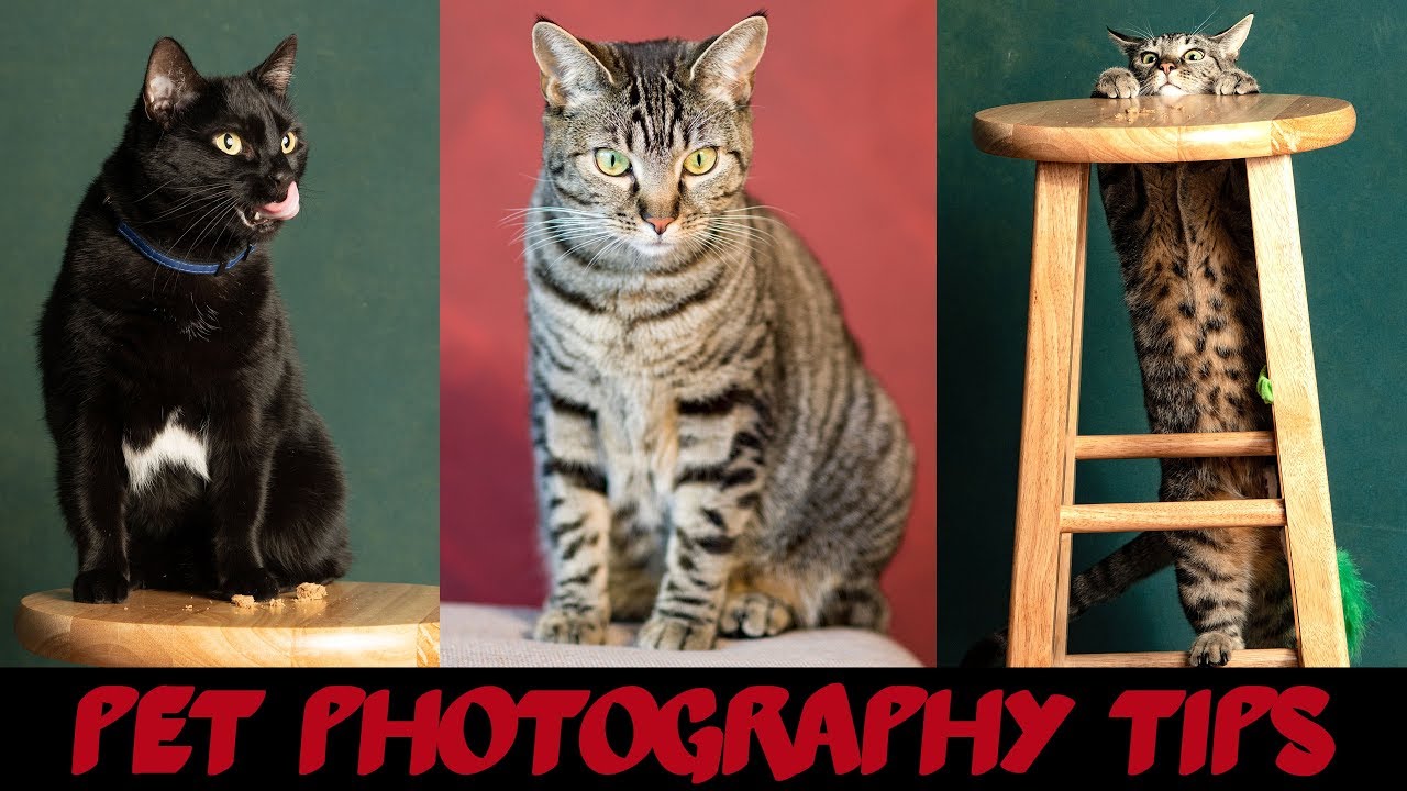 Pet Photography at Home - 5 Tips