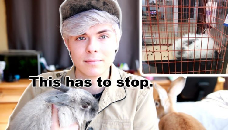 This Photography Studio Neglects Rabbits?! This needs to stop