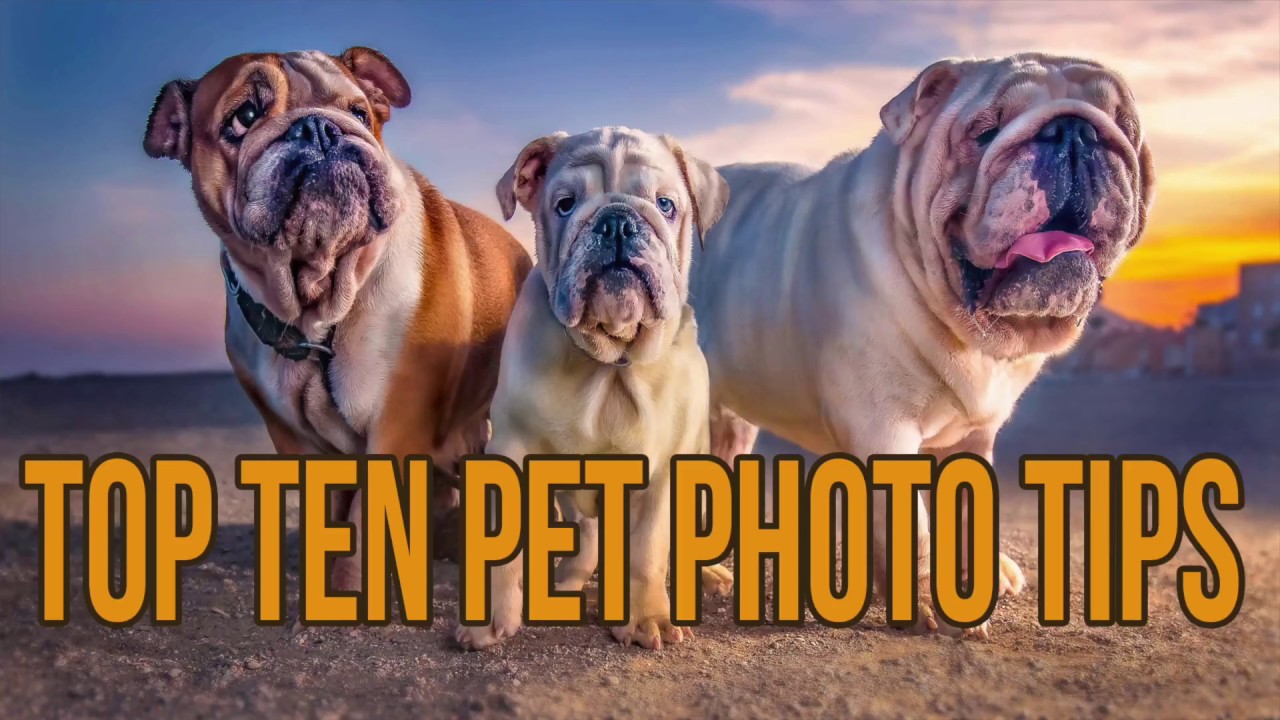 Dog Photography- Top Ten Tips to take better pet photographs.